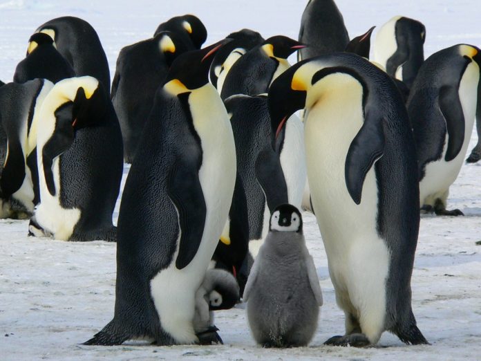 Antartide affonda strato di ghiaccio pinguini imperatore affogati