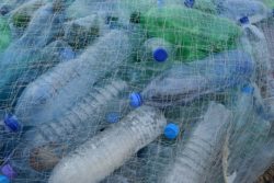 Capodoglio morto con 22 kg di plastica