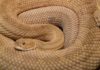 45 serpenti a sonagli sotto l'abitazione