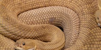 45 serpenti a sonagli sotto l'abitazione