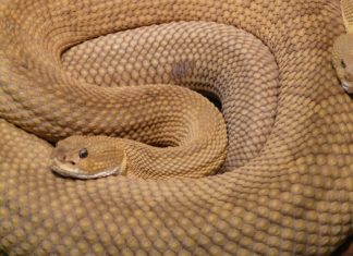 45 serpenti a sonagli sotto l'abitazione