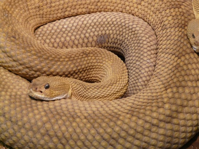 45 serpenti a sonagli sotto l'abitazione
