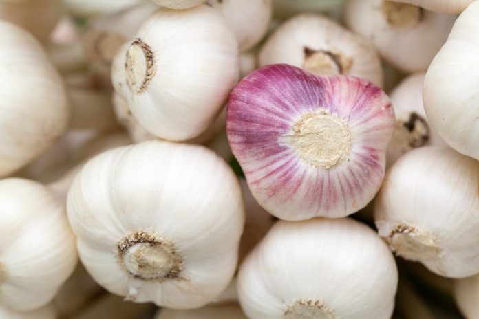 Aglio ginecologa donne