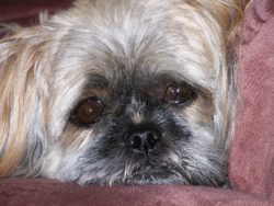Cane meticcio