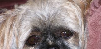 Cane meticcio