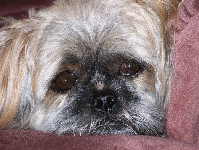 Cane meticcio