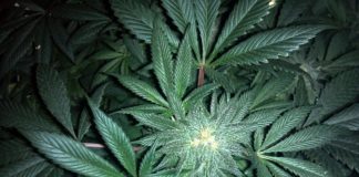 Marijuana