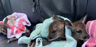 Mamma investita cuccioli salvi