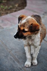 Ragazza muore per la rabbia canina trasmessale da un cucciolo che aveva salvato