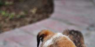 Ragazza muore per la rabbia canina trasmessale da un cucciolo che aveva salvato