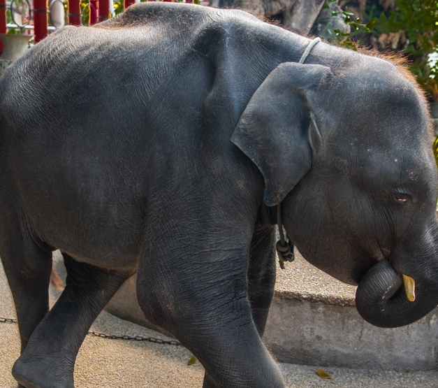Dumbo elefantino morto