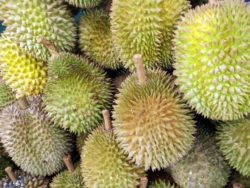 Durian frutto esotico