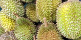 Durian frutto esotico