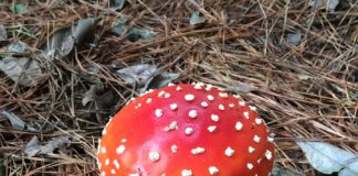 Funghi allucinogeni