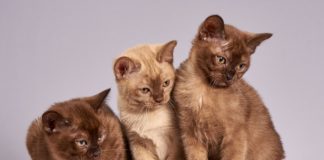 Gatti