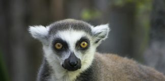 Lemure