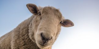 15 pecore iscritte a scuola