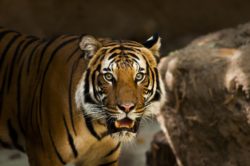 Ragazzo pensa di essere tigre siberaiana