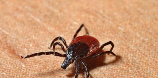 Zecca orecchio bambino