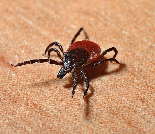 Zecca orecchio bambino
