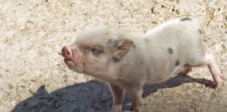 maialino