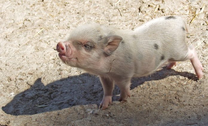 maialino