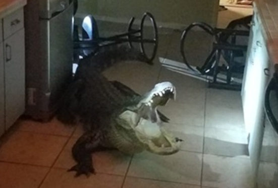 Alligatore in cucina Florida