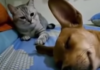 Cane e gatto video you tube