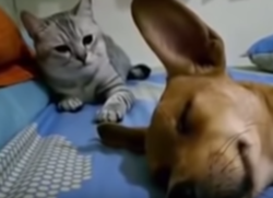 Cane e gatto video you tube