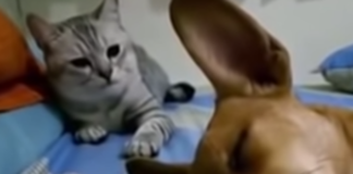 Cane e gatto video you tube