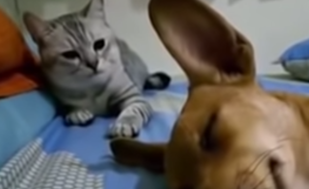 Cane e gatto video you tube