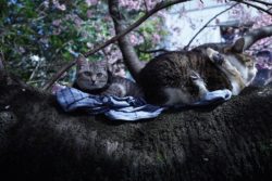 Ahoshima gatti