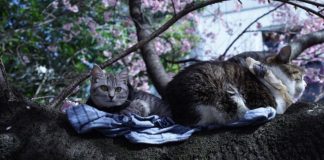Ahoshima gatti