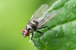 Mosca batteri
