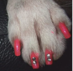 Smalto unghie cani e gatti