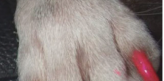Smalto unghie cani e gatti