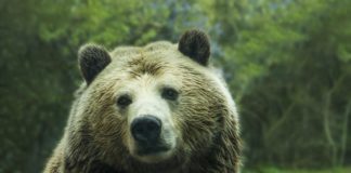Orso