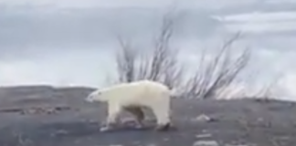 Orso