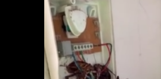 Telefono scarafaggi