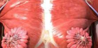 Anatomia seno femminile