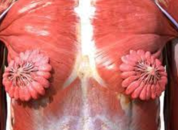 Anatomia seno femminile
