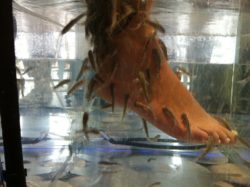 Fish pedicure