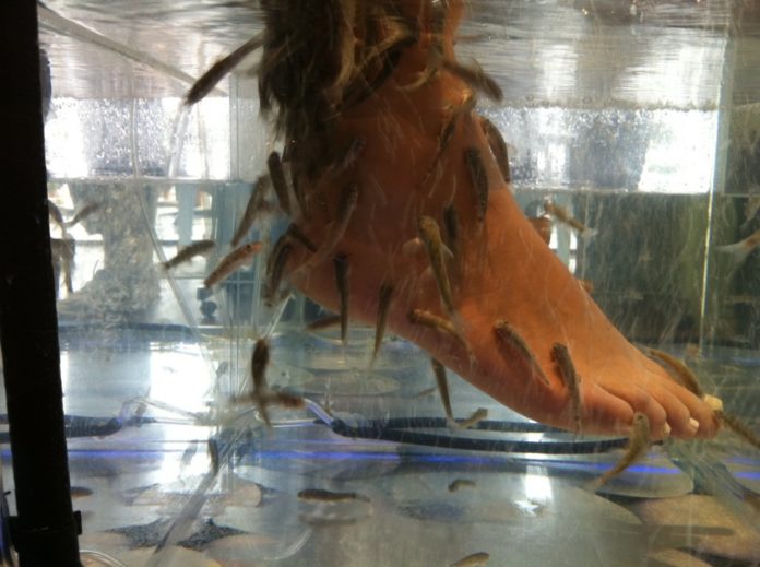 Fish pedicure