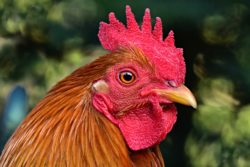 Gallo