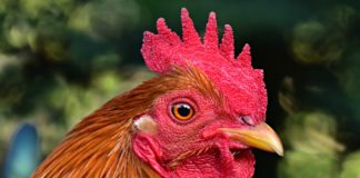 Gallo