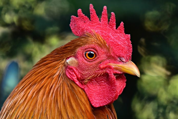 Gallo