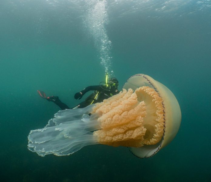 Medusa gigante