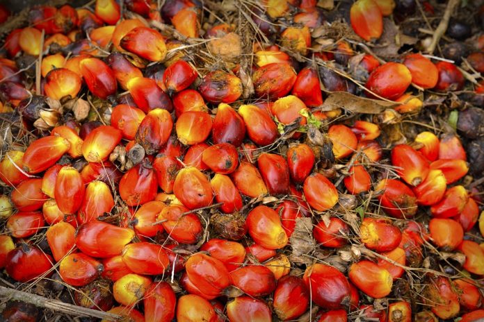 Olio di palma
