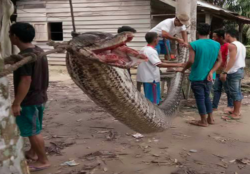 Pitone gigante