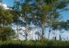Foresta amazzonica
